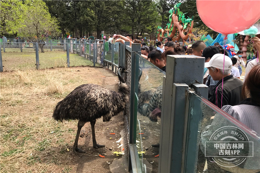 長春野生動物園最新消息